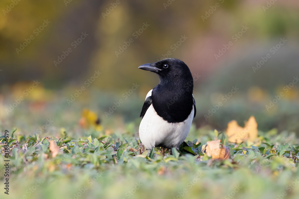 The Eurasian Magpie on the grass with colorful background. Common Magpie or Pica pica. Place for text. The Eurasian Magpie on the grass with colorful background. Common Magpie or Pica pica. Place for text.