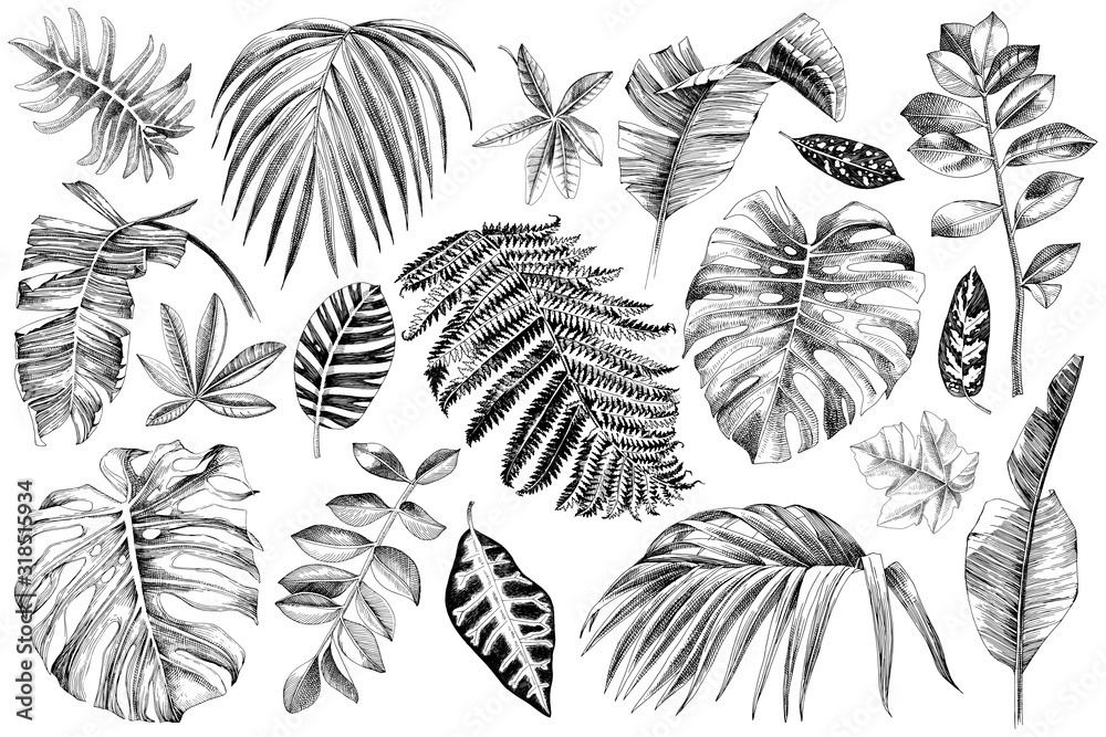 Hand drawn set of tropical leaves and plants - obrazy, fototapety, plakaty 