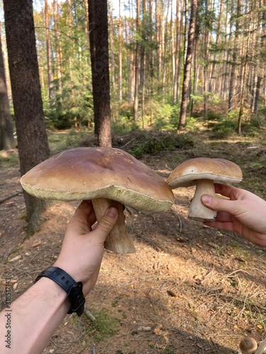 mushrooms in the forest 
