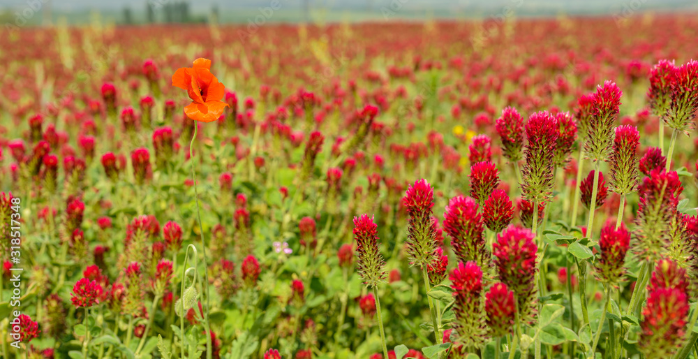 field of red clover with one corn poppy flower