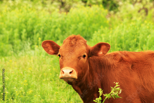 A young brown cow, a beautiful bull grazes on a farm among the green grass in the summer. Big red calf, heifer, cattle on a pasture.