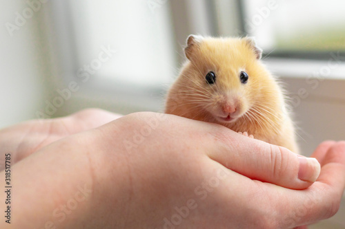 close-up. yellow hamster agility runs hand in hand. there is a tint. natural lighting © sir270