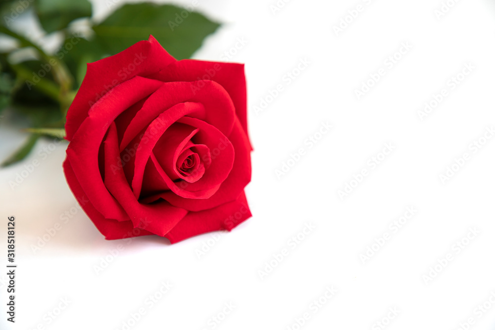a red rose on white background a red rose on white background