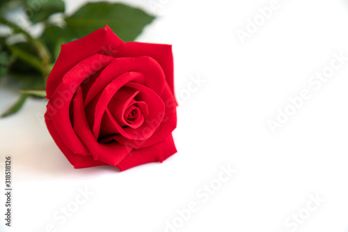 Fototapeta Naklejka Na Ścianę i Meble -  a red rose on white background