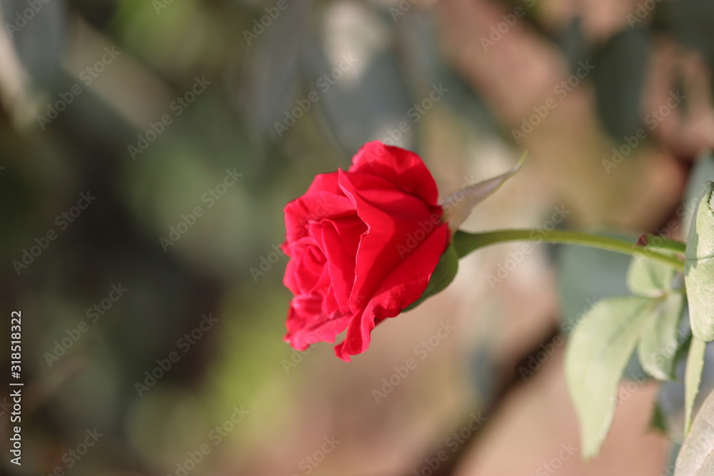 Fototapeta premium Beautiful red rose on the rose garden in autumn in a garden