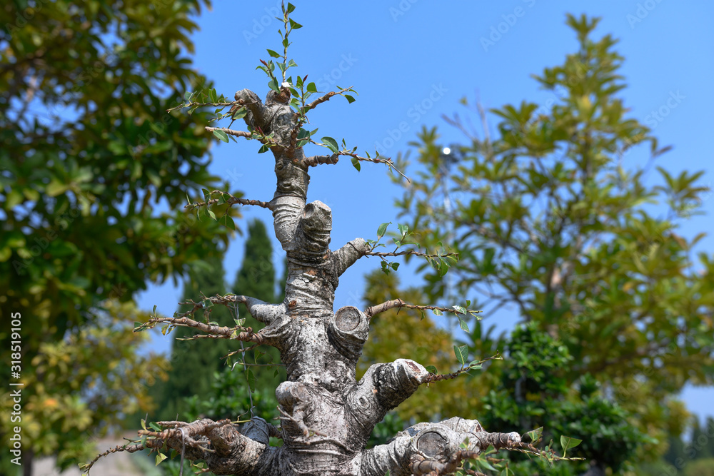 Fototapeta premium beautiful bonsai tree in the garden on daylight