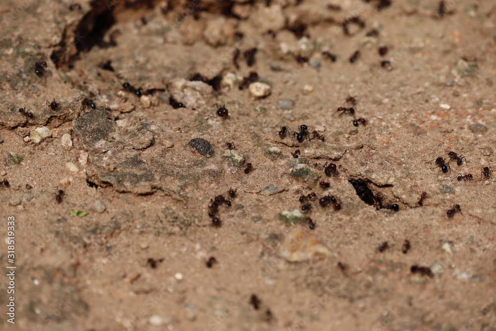ants nest home in spring - grace ants nest home in spring - grace