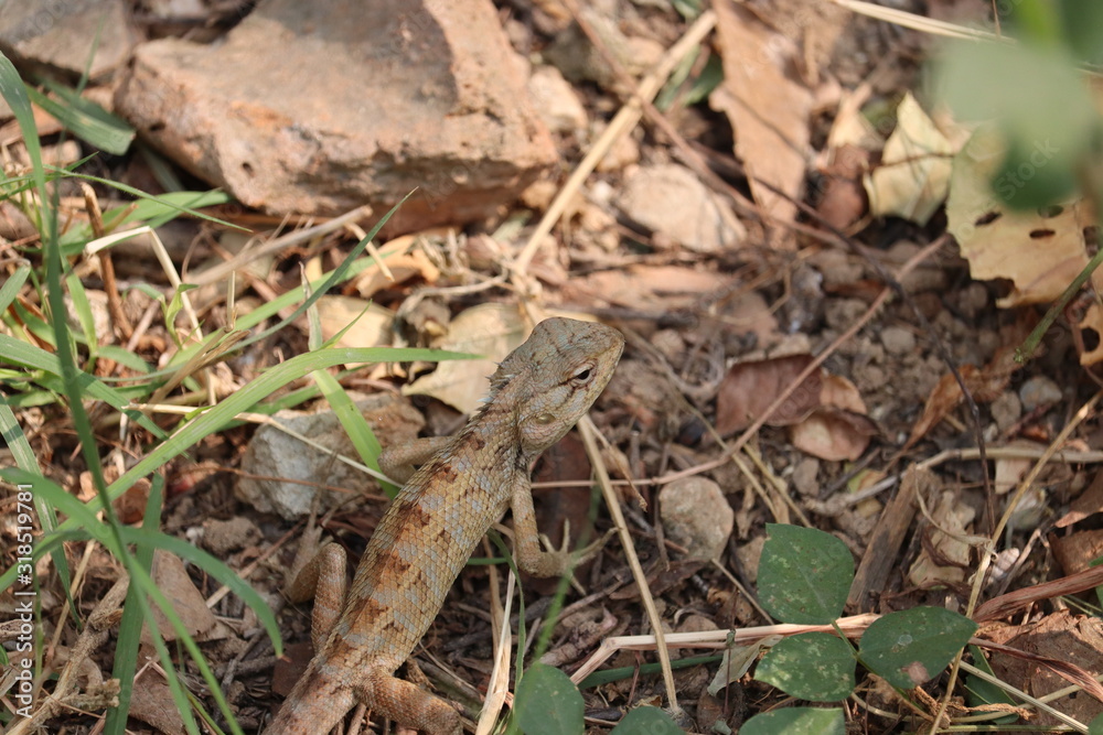yellow chameleon in spring