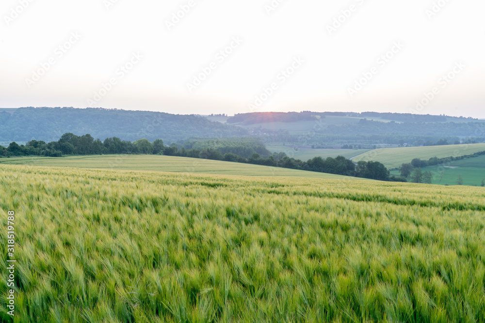 Fototapeta premium Champs au coucher du soleil