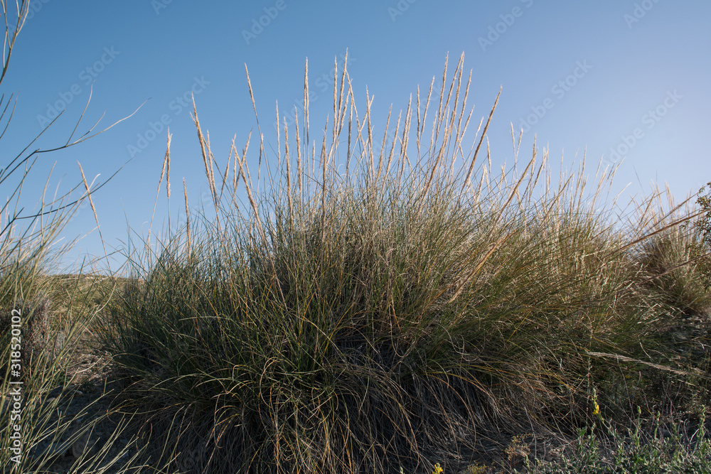 Fototapeta premium Feather grass in steppe Almeria, Spain.