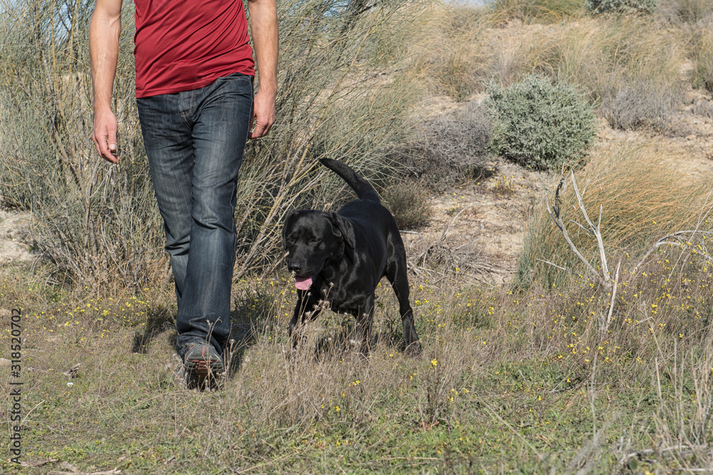 Labrador dog with middle-aged man playing on a walk in nature. Labrador dog with middle-aged man playing on a walk in nature.