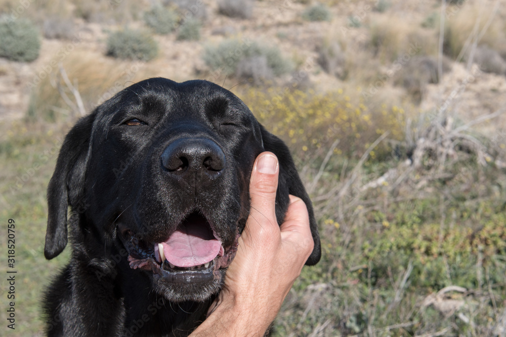 Detail of a labrador dog's head while laughing and stroking.