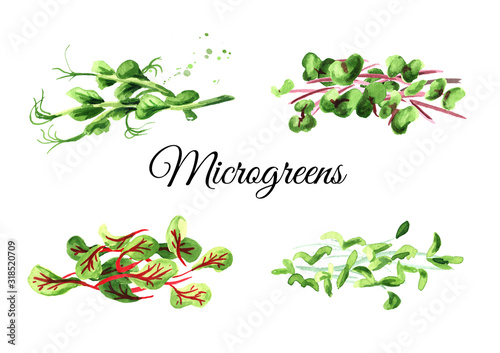 Microgreen spruits set. Vegan and healthy eating concept. Seed Germination. Hand drawn watercolor illustration, isolated on white background photo