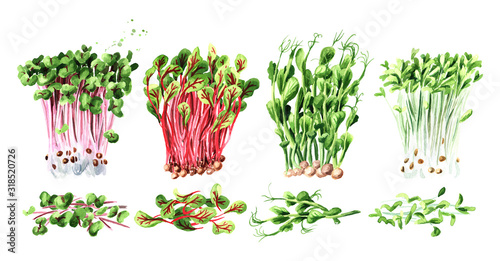 Microgreen spruits set. Vegan and healthy eating concept, Seed Germination. Hand drawn watercolor illustration, isolated on white background photo