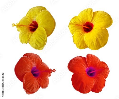 Hibiscus flowers on a white background. © waraphot