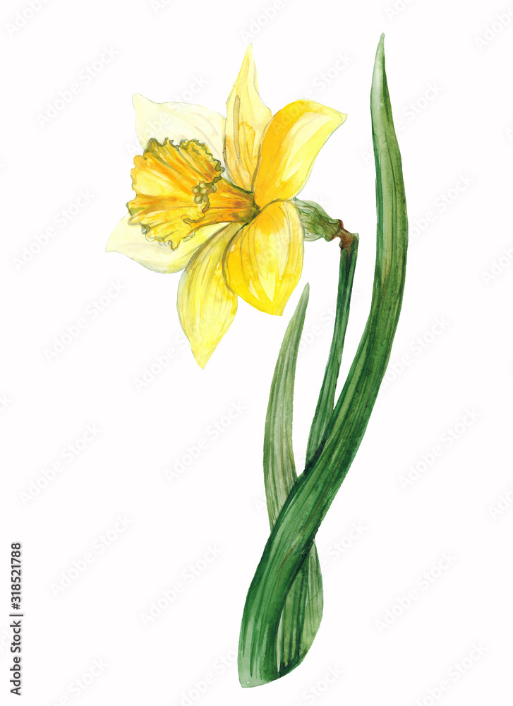 Narcissus blossom. Hand-drawn watercolor. Artistic daffodils flowers. Illustration on the white background.