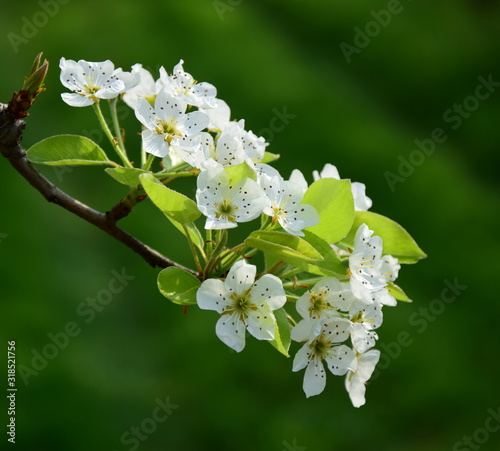 Birnenblüten - Birnbaum - Birnbaumblüte im Frühling in Südtirol