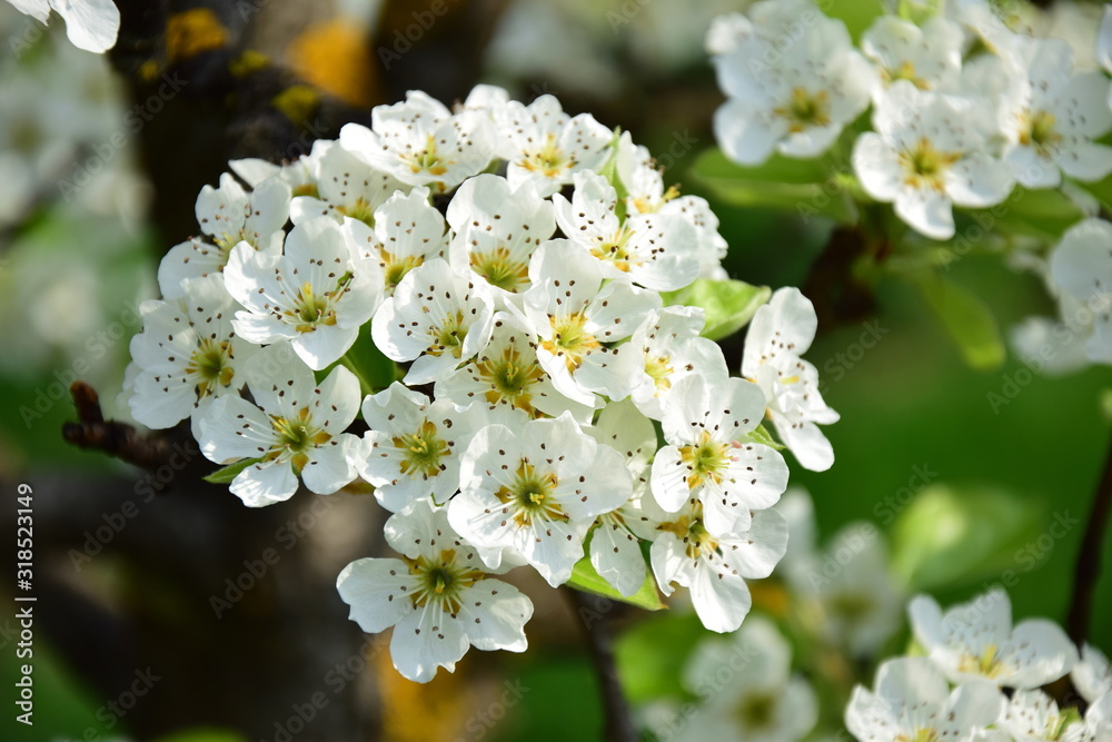 Birnenblüte - Birnenblüten in der Morgensonne - Birnenbaum Birnenblüte - Birnenblüten in der Morgensonne - Birnenbaum