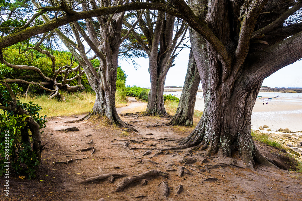 Obraz premium Several old cypress trees on the GR34 coastal path on Ile-Grande island in Brittany, France.