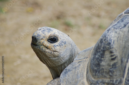 close up of tortise
