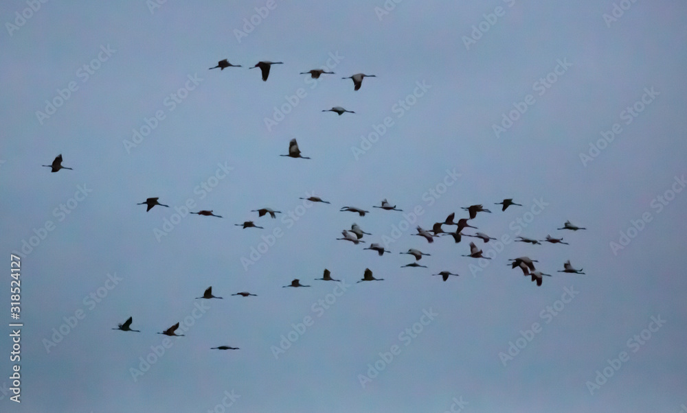 Flock of cranes flying in grey sky