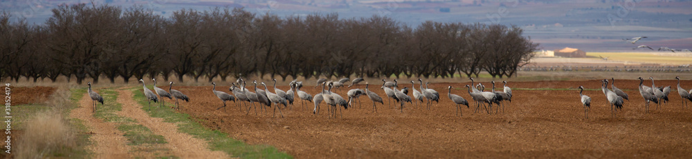 Obraz premium Common cranes in Laguna de Gallocanta, Aragon, Spain