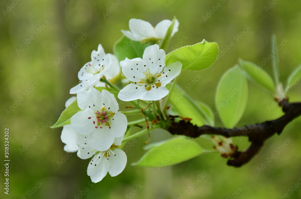 Fototapeta premium Birnenblüte - Birnenblüten in der Morgensonne - Birnenbaum