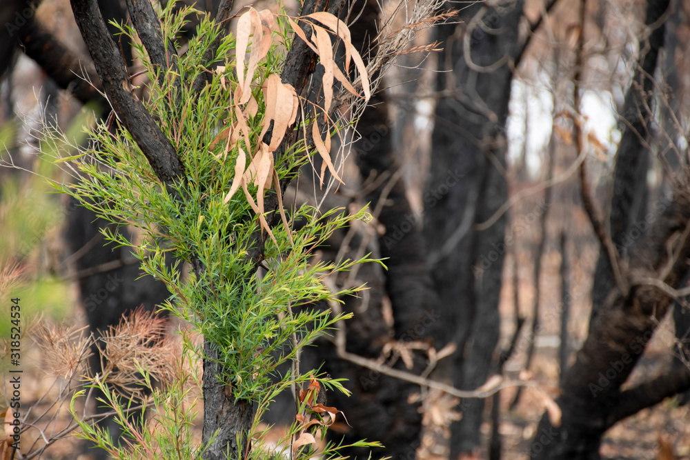 Australian bushfires aftermath: eucalyptus trees recovering after severe fire damage. Eucalyptus can survive and re-sprout from buds under their bark or from a lignotuber at the base of the tree. Australian bushfires aftermath: eucalyptus trees recovering after severe fire damage. Eucalyptus can survive and re-sprout from buds under their bark or from a lignotuber at the base of the tree.