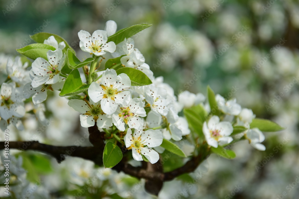 Birnenblüten - Birnbaum - Birnbaumblüte im Frühling in Südtirol