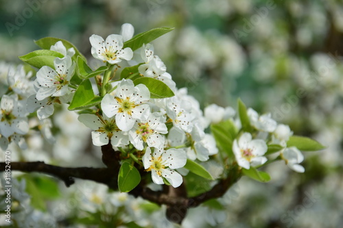 Birnenblüten - Birnbaum - Birnbaumblüte im Frühling in Südtirol