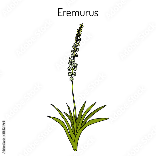 Eremurus himalaicus, ornamental and medicinal plant