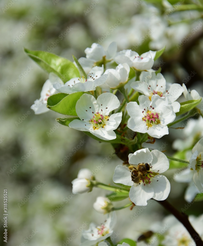 Birnenblüten - Birnenblüte der Birnenbäume im Frühling Birnenblüten - Birnenblüte der Birnenbäume im Frühling