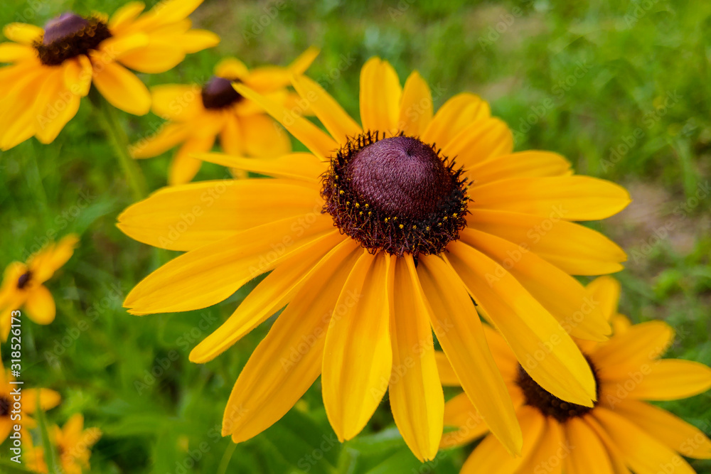 A Black-eyed Susan Rudbeckia hirta flower in the midst of a flower bed. A Black-eyed Susan Rudbeckia hirta flower in the midst of a flower bed.