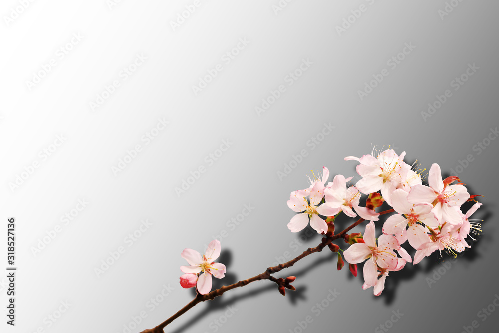 Fototapeta premium Sakura isolated on a gray background. Gradient. Shadow. Top view.