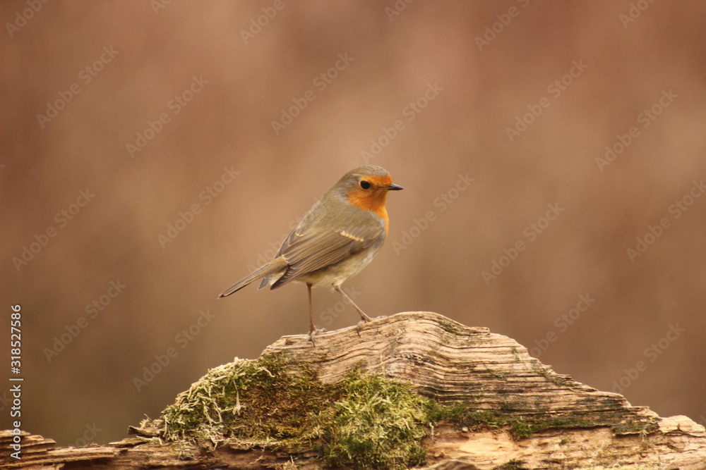 European robin in a wild Hungarian forest. European robin in a wild Hungarian forest.