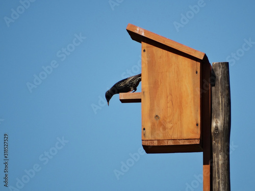 Canvastavla LOW ANGLE VIEW OF BIRD PERCHING ON birdhouse