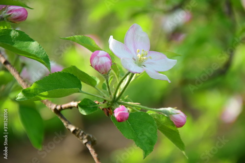 Apfelbaum - Blüten - Apfelblüten im Frühling in Südtirol