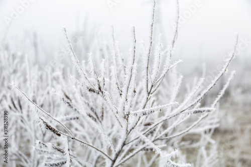  Plants in hoarfrost, winter fog © Alexandr