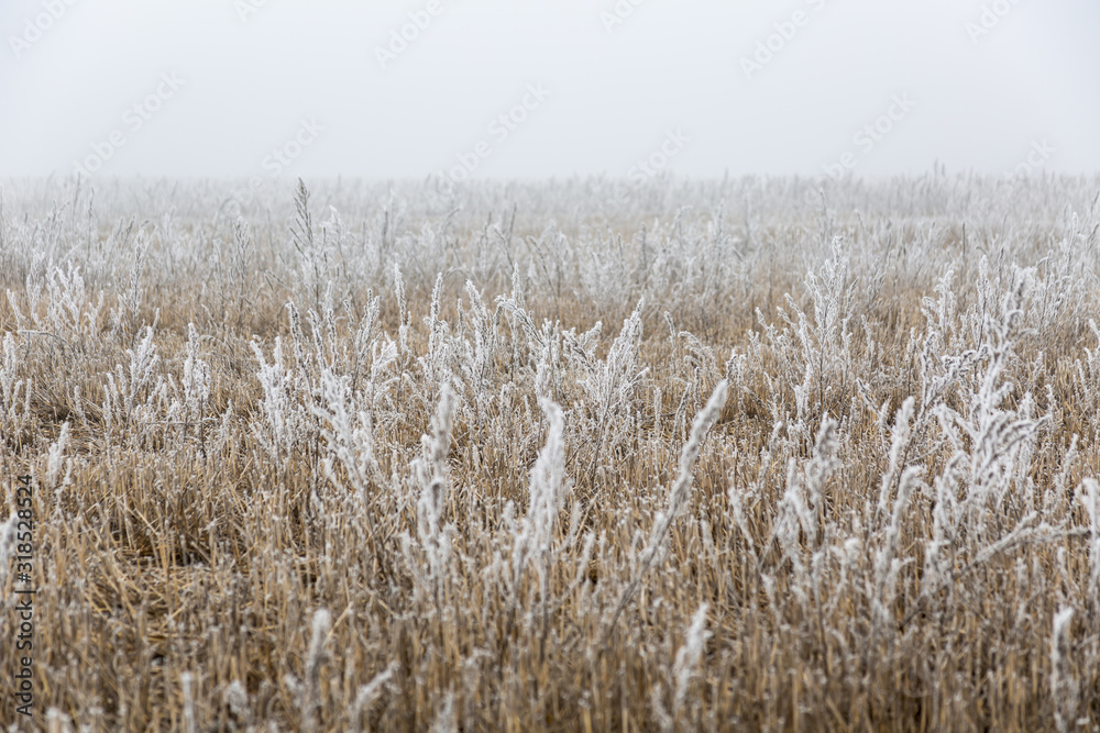 Fototapeta premium Plants in hoarfrost, winter fog