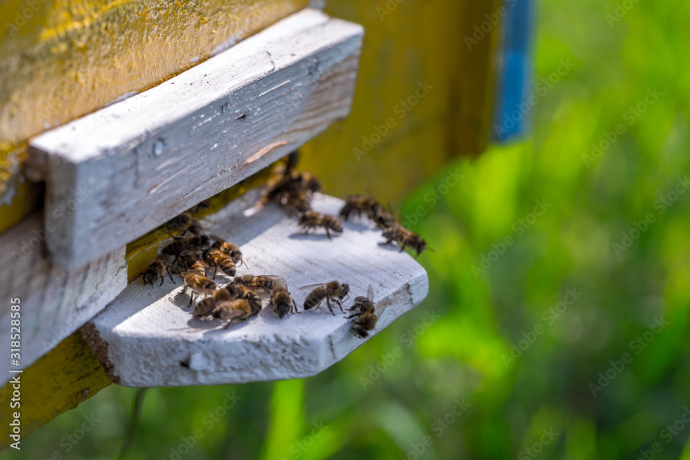 Honey bees swarm in the hive. Workers bees arrive and fly away, guard bees guard the entrance from violators. Honey bees swarm in the hive. Workers bees arrive and fly away, guard bees guard the entrance from violators.