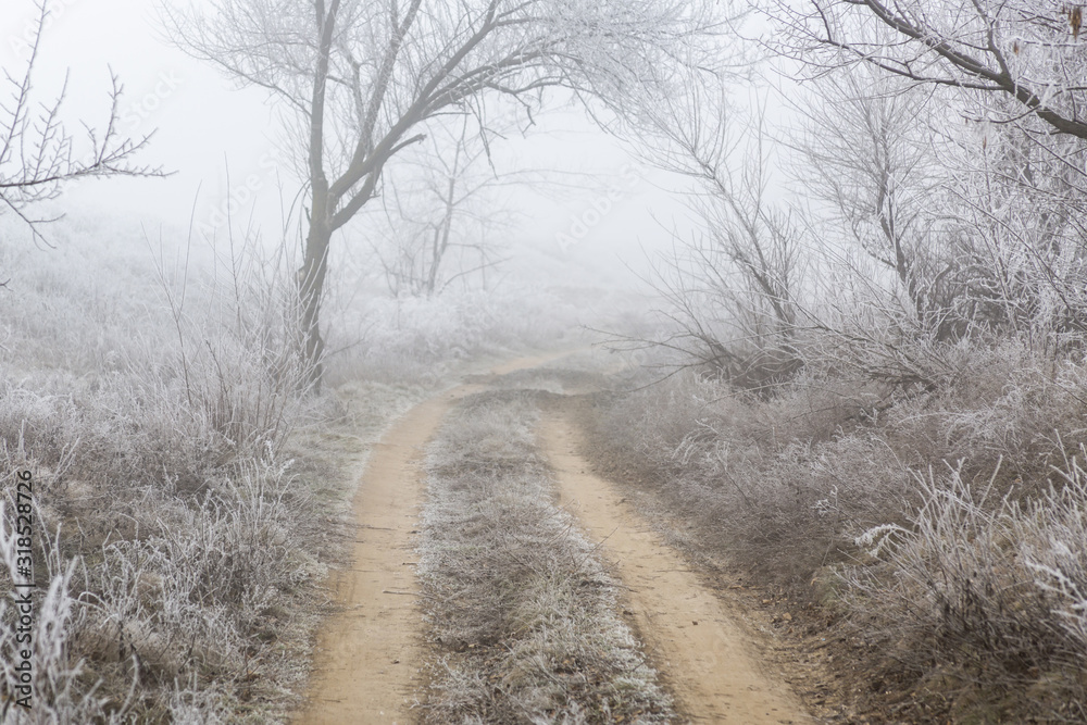 Obraz premium Path through a frosty, foggy forest