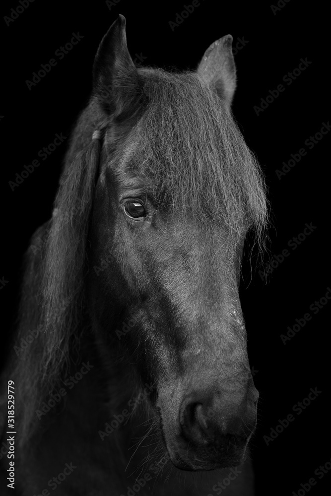 Friesen Pferd Porträt mit schwarzem Hintergrund