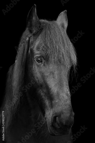 Friesen Pferd Portr  t mit schwarzem Hintergrund