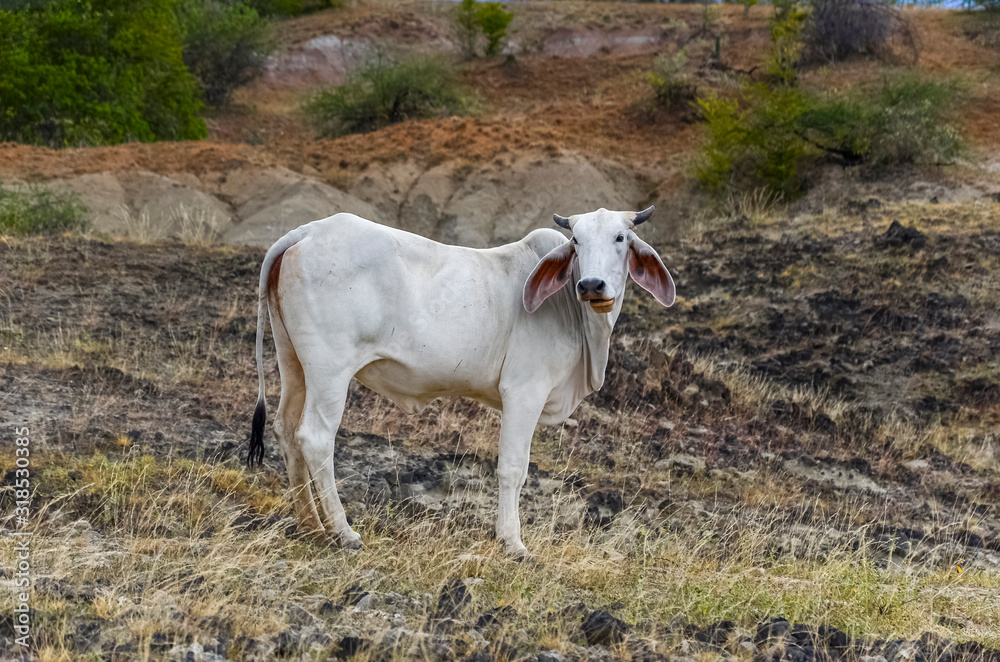 cebu cows on the plains of a desert in Colombia