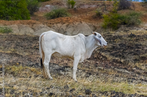 Fototapeta Naklejka Na Ścianę i Meble -  cebu cows on the plains of a desert in Colombia