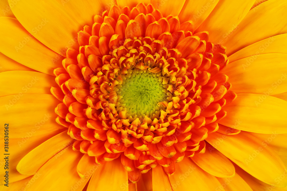closeup of an orange gerbera daisy closeup of an orange gerbera daisy