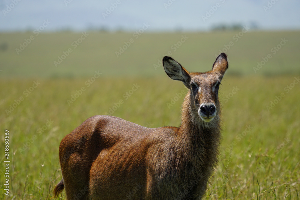 Fototapeta premium Safari