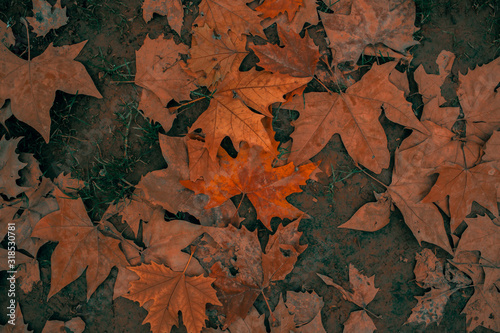 Rustic maple leaf background in a park in autumn