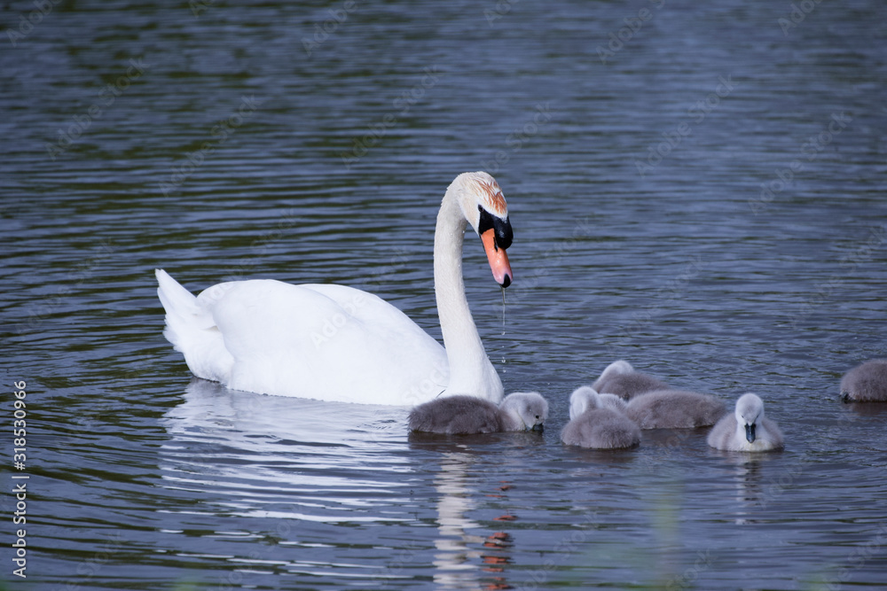 Fototapeta premium White swan
