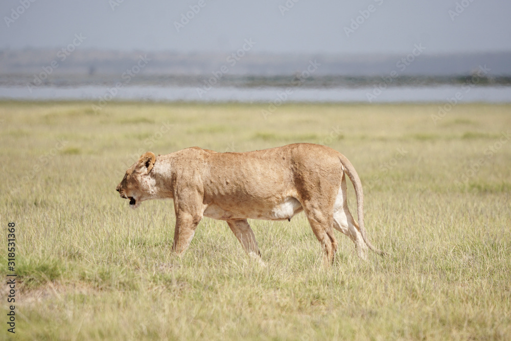 Fototapeta premium Löwendame in Sawanne